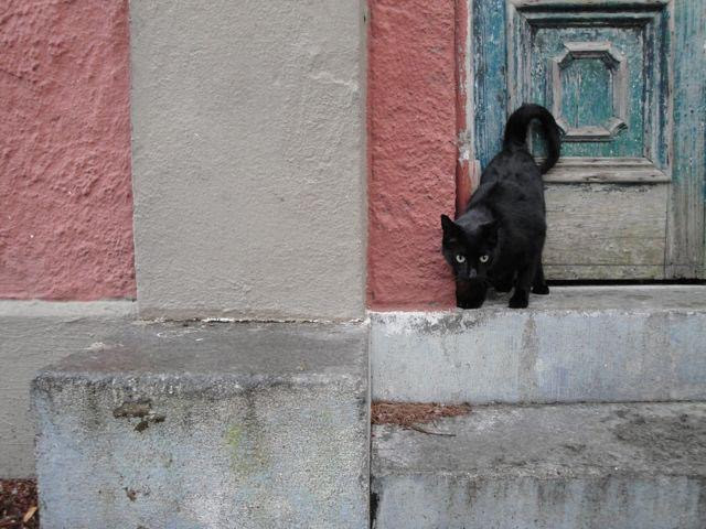 392475_10150646398084232_565764231_9452446_1930987402_n (1).jpg